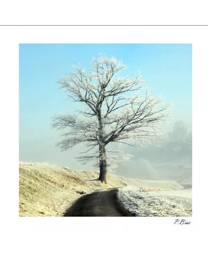 Carte C15 Hiver N°18