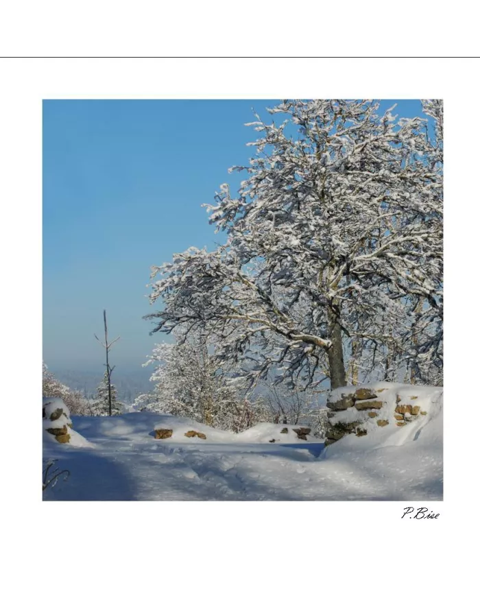 Carte C15 Hiver N°32