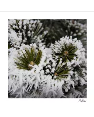 Carte C15 Hiver N°38