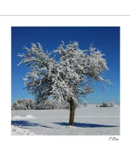 Carte C15 Hiver N°40