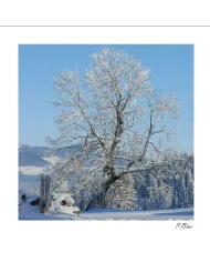 Carte C15 Hiver N°57